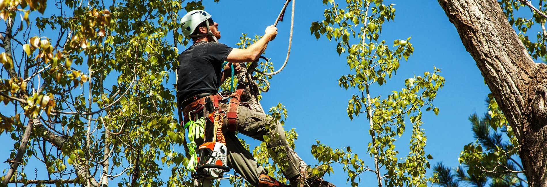 Expert Tree Care LLC gallery 8