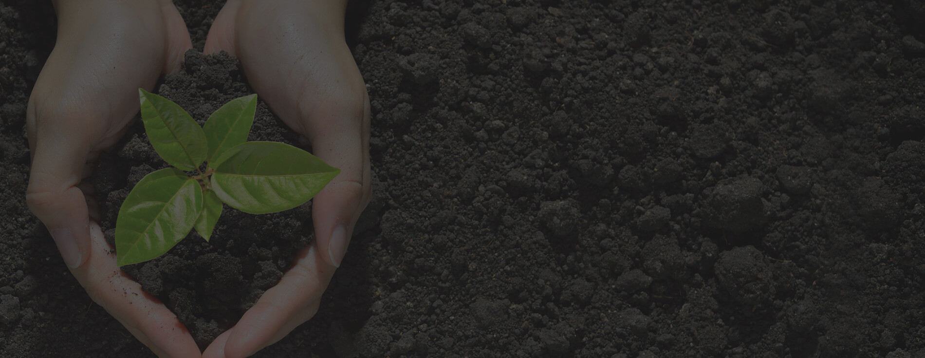 Expert Tree Care LLC gallery 7