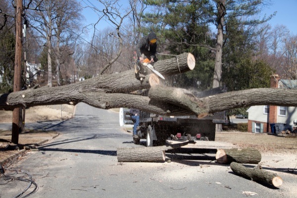 Tree & Stump Removal